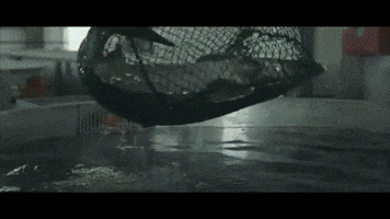 Real Caviar GIF