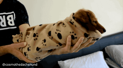 https://media0.giphy.com/media/VRAbBOyiyEVJm/giphy.gif