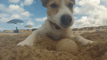 leswauz dog beach puppy doggy GIF