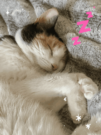 Photo gif. A calico cat sleeps peacefully on a blanket with its paws tucked under its chest. Text, "Zzzz."