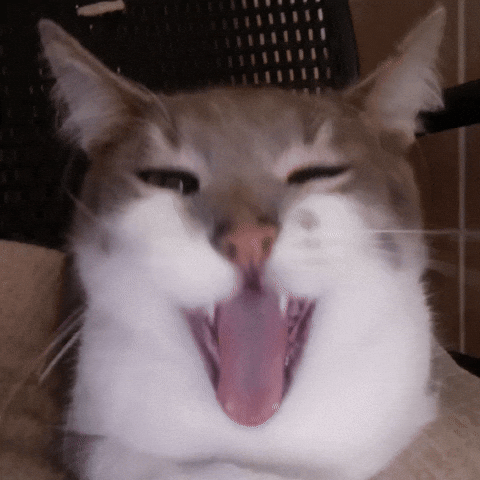 Cat Tongue GIF