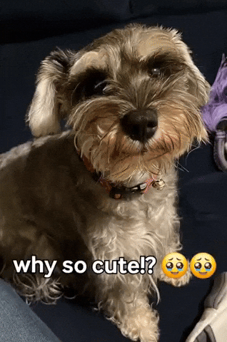 Baby Animal GIF