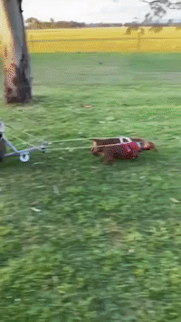 Toddler Rides Homemade Chariot Pulled by Sausage Dogs