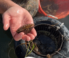 Chronicle Scalloping GIF by Fisher Nantucket