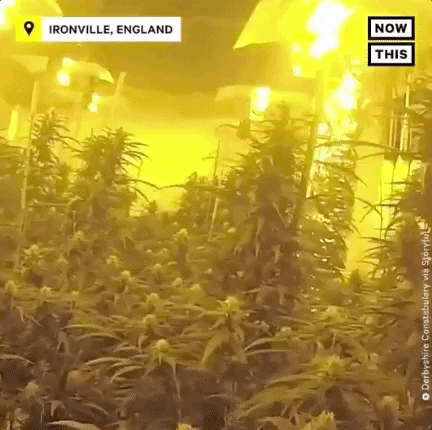 On Drugs Smoking GIF by NowThis
