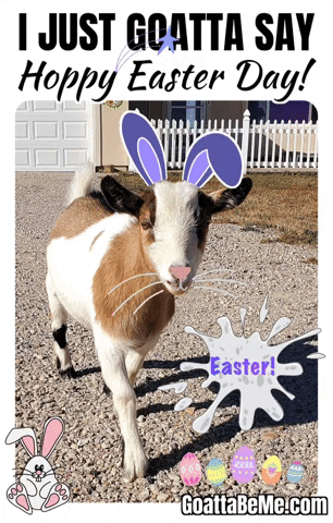 Easter Bunny GIF by Goatta Be Me Goats! Adventures of Java, Toffee, Pumpkin and Cookie!