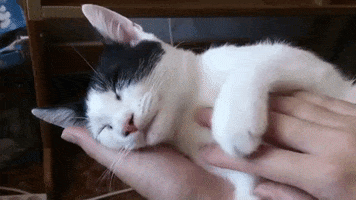 Gato Prefiere A Una Persona GIF