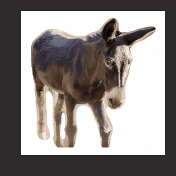 Pro Loco Fagagna GIF