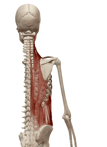 Physiocenter Sticker