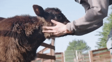 mercyforanimals love kiss vegan cow GIF