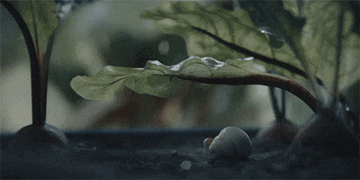 Raining Marcel The Shell With Shoes On GIF by A24