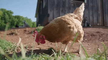 Chicken Vegan GIF by Mercy For Animals