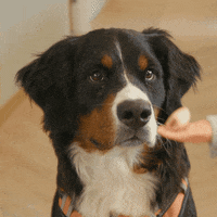 Bernese Mountain Dog Tiny Hands GIF by Rover.com