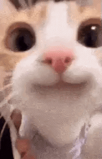 Cat GIF