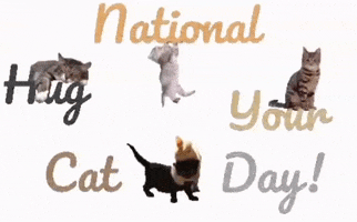 House Cat GIF by Dr. Donna Thomas Rodgers