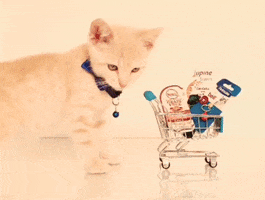 Cat Kitty GIF by price.com