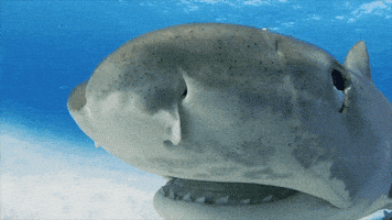 Discovery GIF by Shark Week
