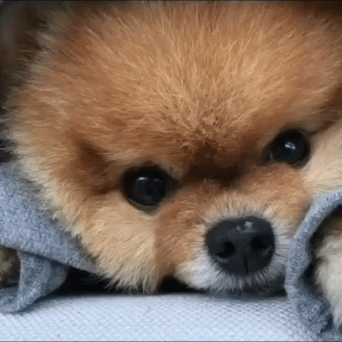 Dog What GIF by Jiffpom