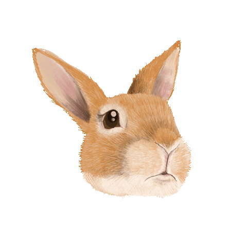 bunny rabbit Sticker by Kirbee Lawler