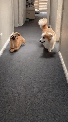 Dogs Walking GIF by JustViral