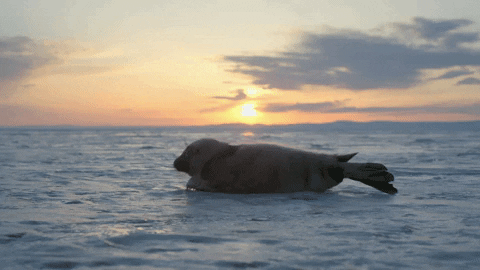 beauty landscape GIF by BBC Earth
