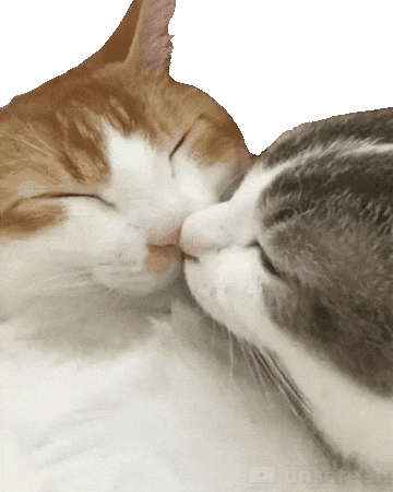 https://media0.giphy.com/media/Vi0Ws3t4JSLOgdkaBq/giphy.gif?cid=4f4edd02ams19cv6oh1val5fnaa4iugoa5z098cmdk5iuieh&ep=v1_gifs_trending&rid=giphy.gif