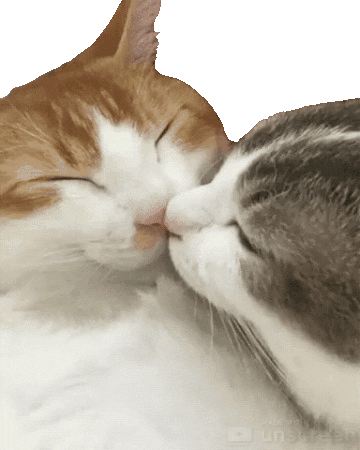 Video gif. Orange and white cat relaxes with its eyes closed as a gray and white cat stretches its head up to gently touches noses.