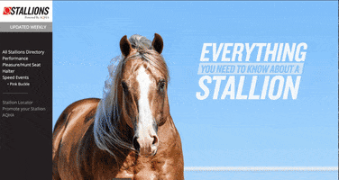 Qstallions GIF by American Quarter Horse Assn