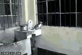 mothers day cat GIF by Cheezburger