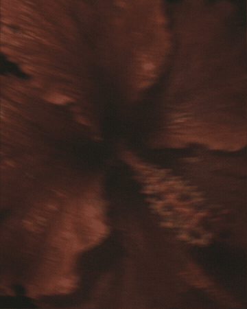 Flower Rb GIF by PLAZA