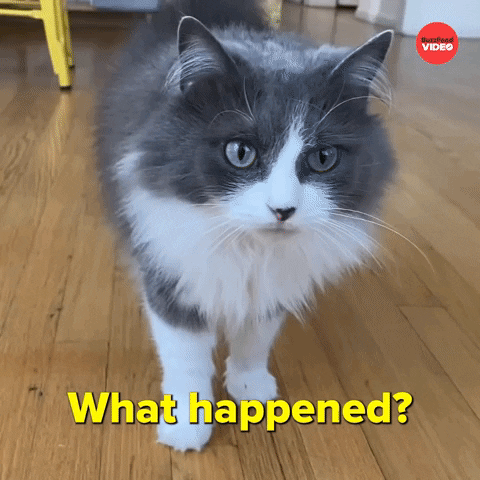 What Happened Cat GIF by BuzzFeed