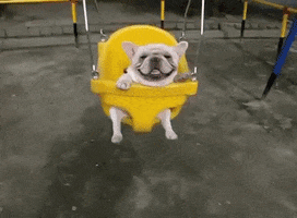 Weeeeeeeee GIFs - Find & Share on GIPHY