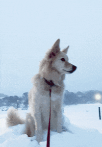 Cute-dog-gif GIFs - Get the best GIF on GIPHY