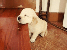 Tired Baby GIF