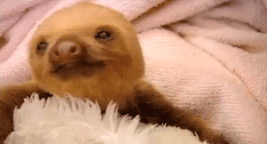 baby sloth
