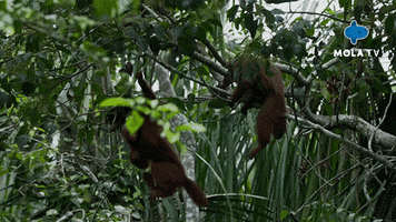 Amazon Forest GIF by Mola TV Kids