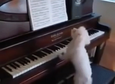 Image result for pianos gif"