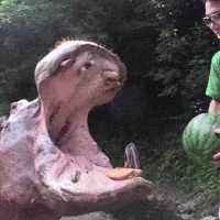Hippo GIF by Eric - Find & Share on GIPHY