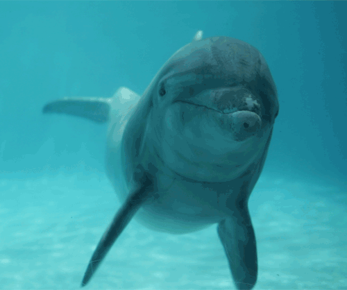 Would you ever want to swim with dolphins