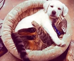 dog hug GIF