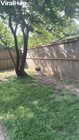 Tall Fence Doesnt Slow Down Lexi The Jumping Dog GIF by ViralHog