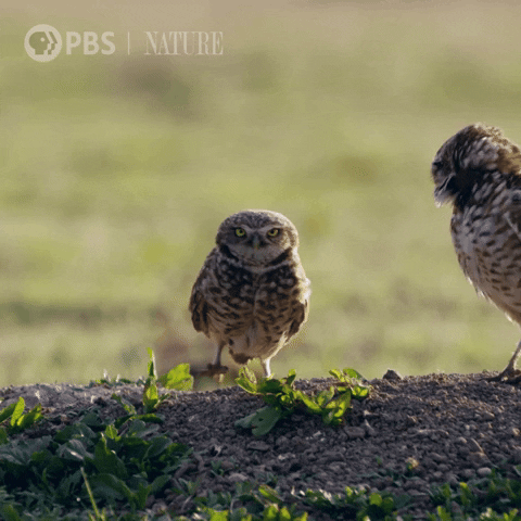 Pbs Nature Couple GIF by Nature on PBS
