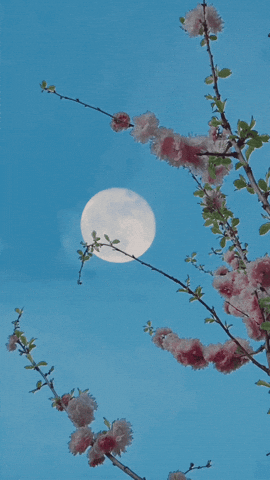 Aesthetic Wallpaper GIFs - Get the best GIF on GIPHY