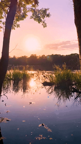 Summer Spring GIF by University of Florida