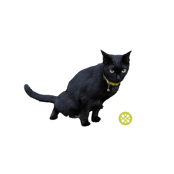 Home Court Cat Sticker by Pickle Social Club