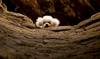 the silence of the lambs pit GIF