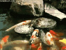 fishes GIF