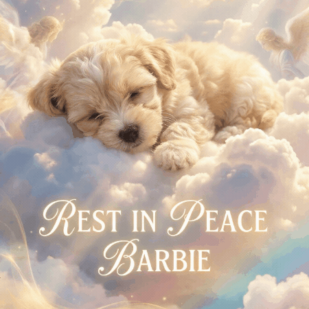 Rest In Peace Dog GIF by Family Friendly