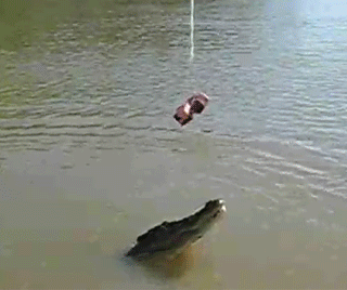 Alligator Attacking GIF