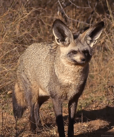 bat eared fox GIF